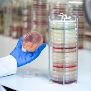 Bakteriologie